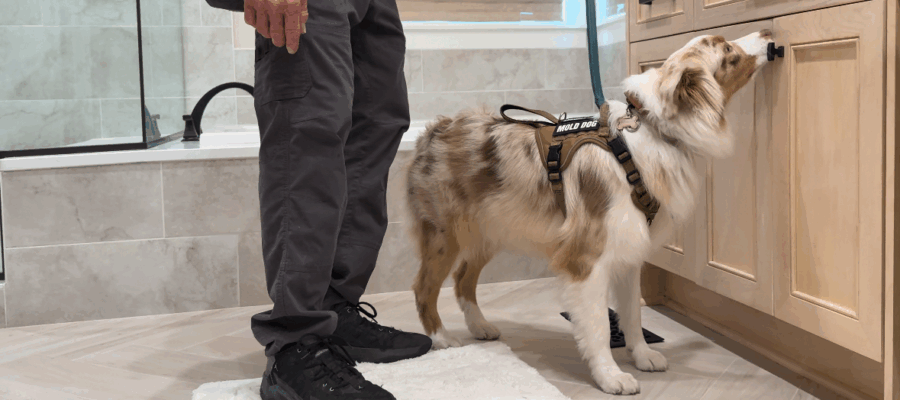 Canine Mold Detection vs Mold Testing